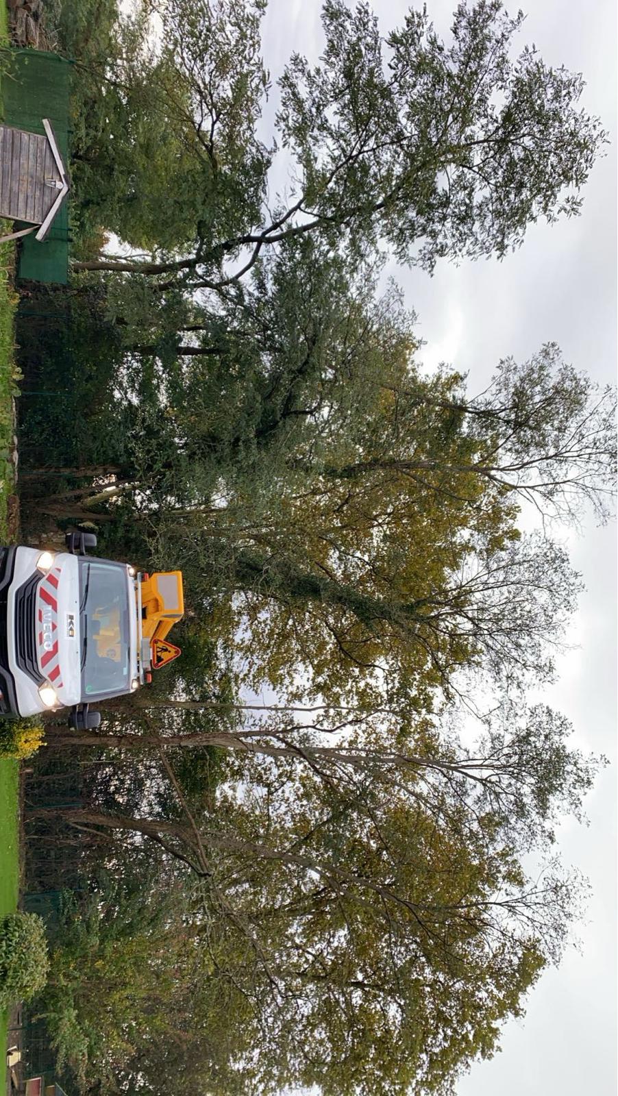 Travaux d’abattage et d’élagage d’arbres dans les Pyrénées-Atlantiques (64) - Photo 14