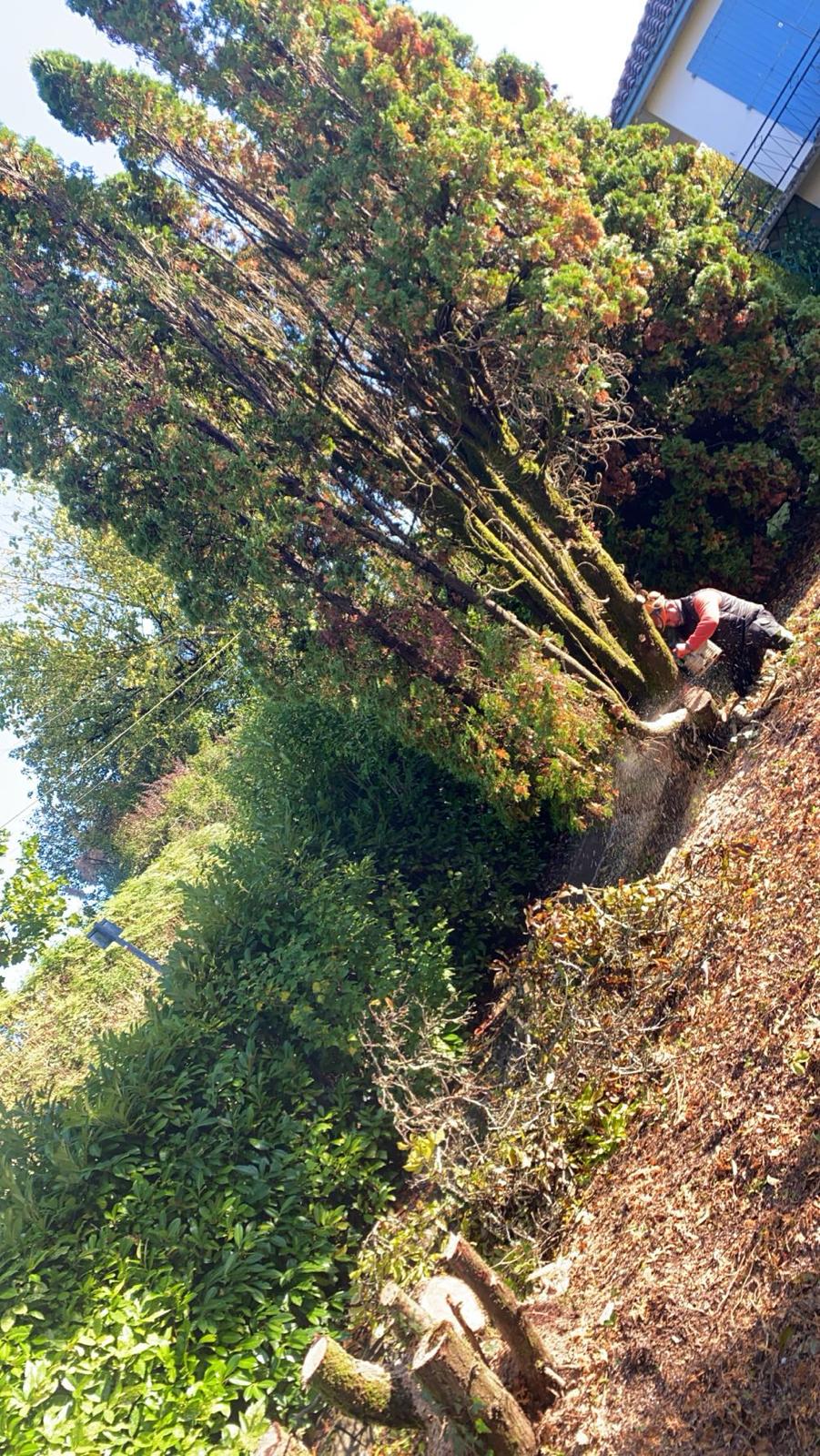 Travaux d’abattage et d’élagage d’arbres dans les Pyrénées-Atlantiques (64) - Photo 9