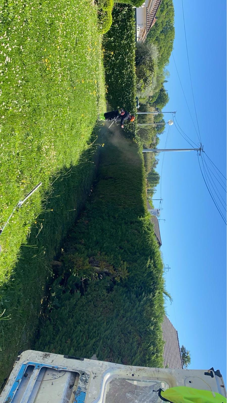 Taille de haies dans les Pyrénées-Atlantiques