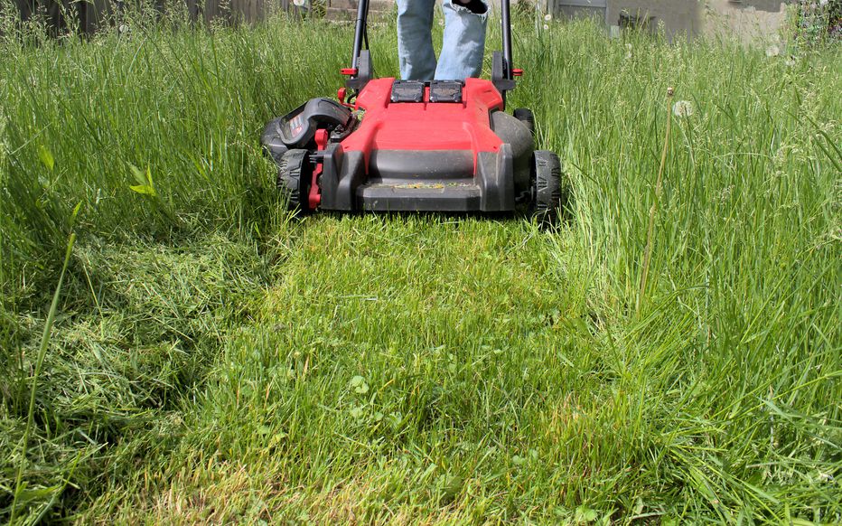 Tonte de pelouse et débroussaillage